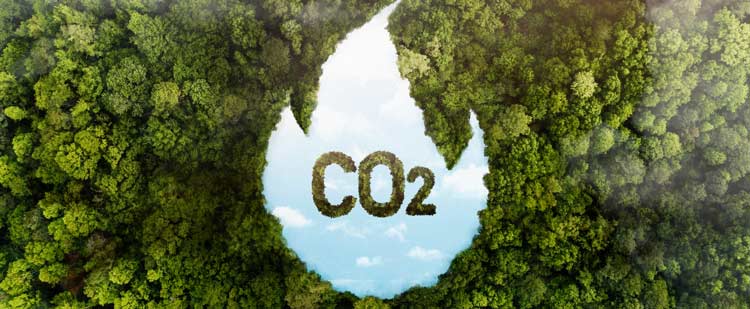Co2-neutraler Versand CO2-Schriftzug aus der Vogelperspektive im Urwald